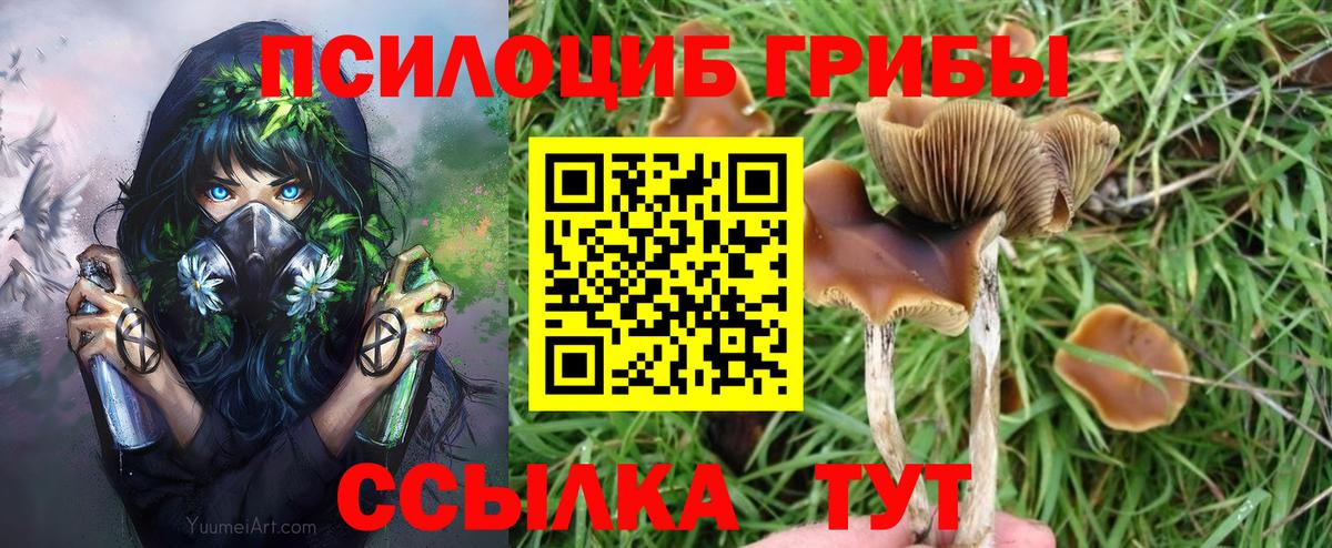Псилоцибиновые грибы Psilocybe Алейск